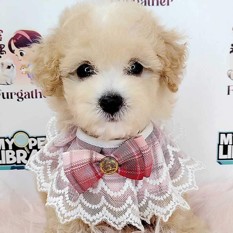 Maltipoo Puppy (Male) For Sale