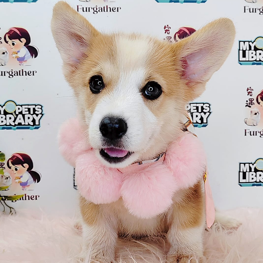 Welsh Corgi Puppy (Male) For Sale
