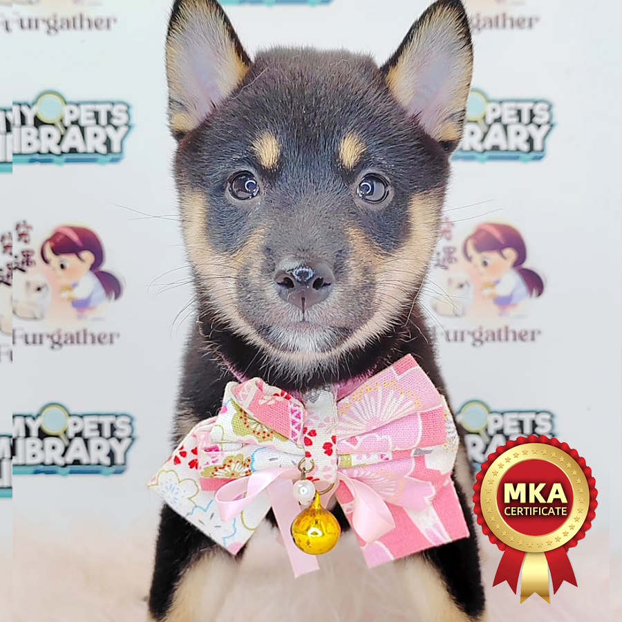 MKA Shiba Inu Puppy (Female) For Sale