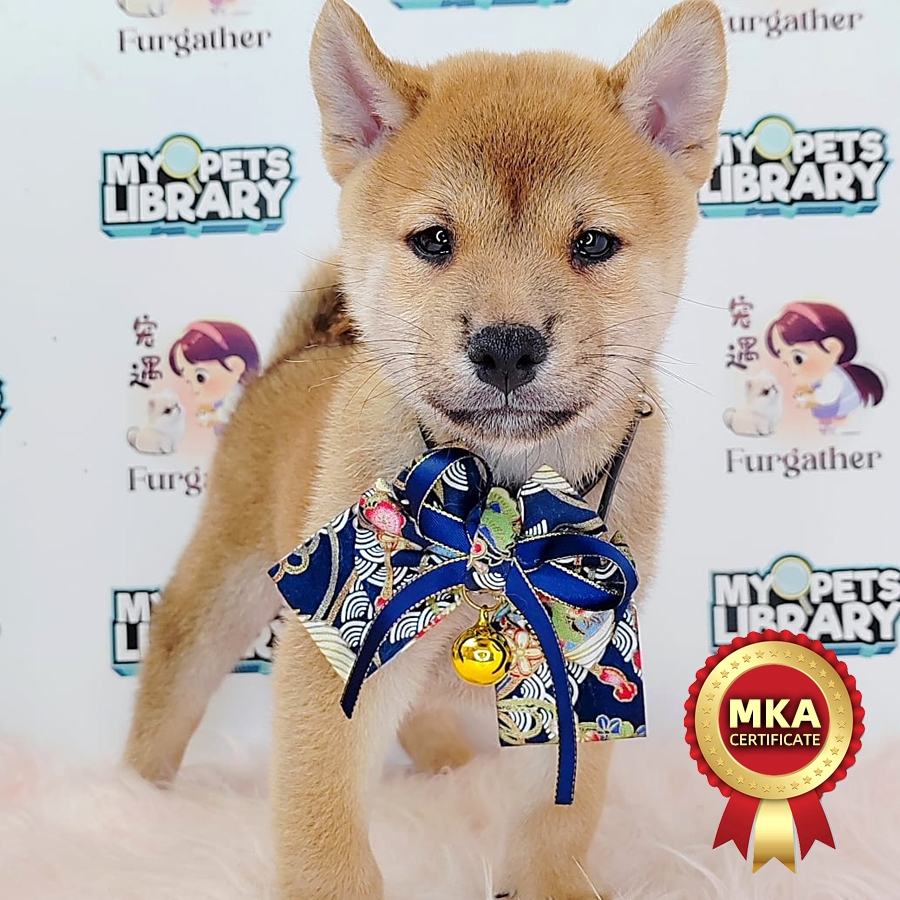 MKA Shiba Inu Puppy (Male) For Sale
