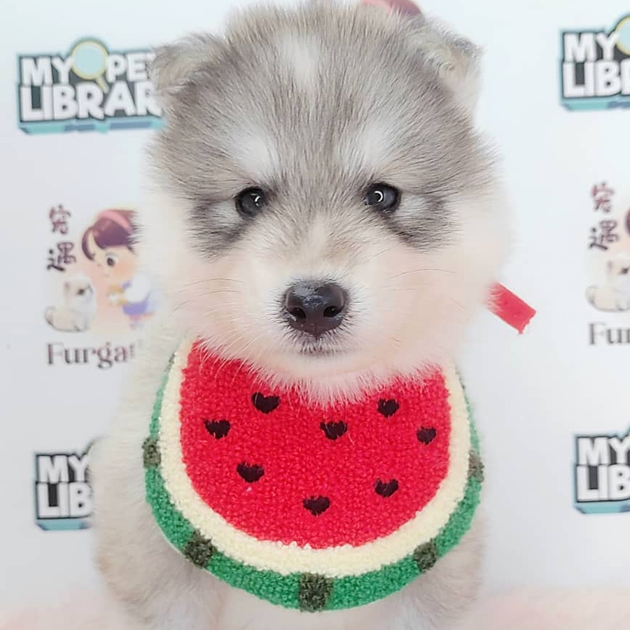 Pomsky Puppy (Male) For Sale