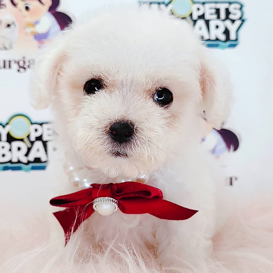 Poodle Puppy (Female) For Sale