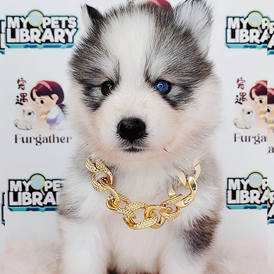Pomsky Puppy (Male) For Sale
