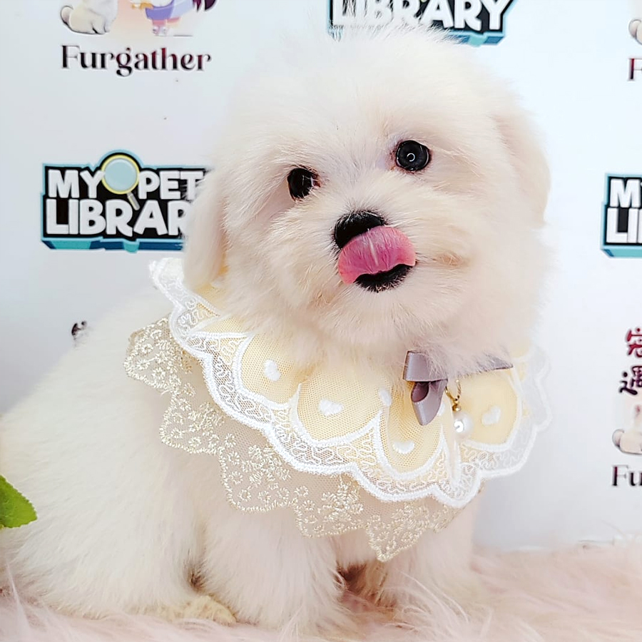 Tiny Maltese Puppy (Male) For Sale