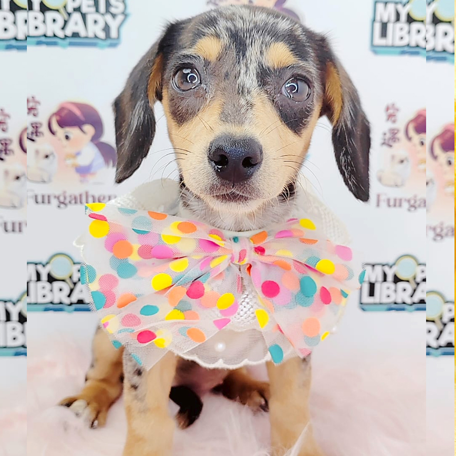 Dachshund Puppy (Female) For Sale
