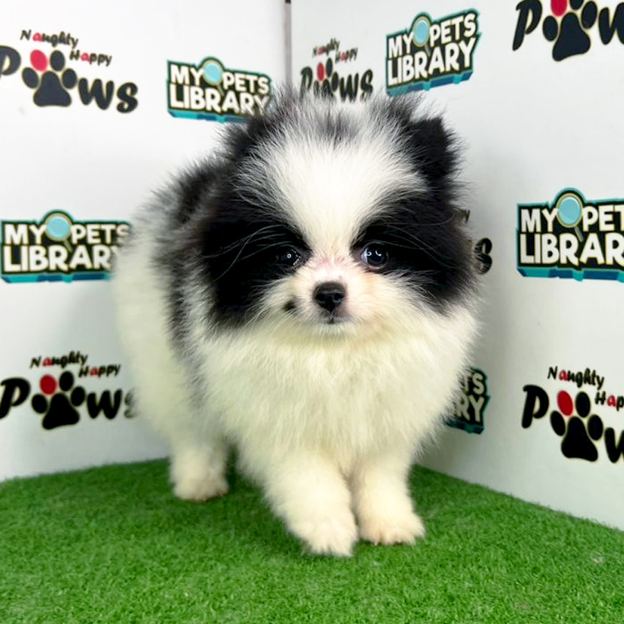 Pomeranian Puppy (Female) For Sale