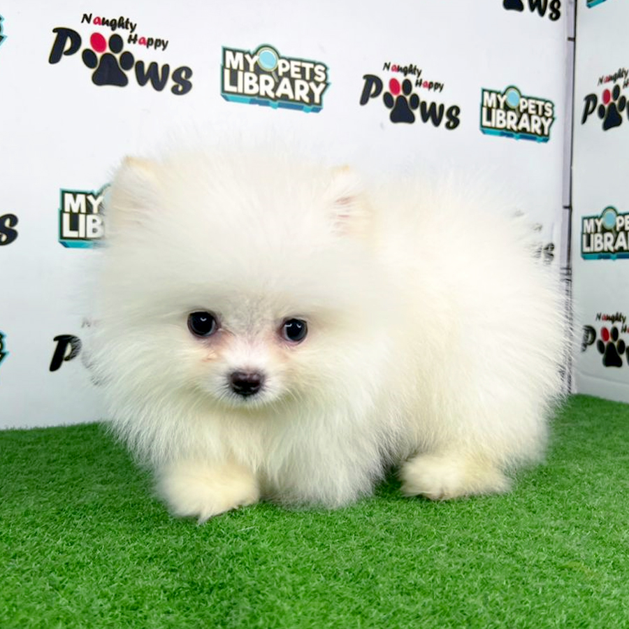 Pomeranian Puppy (Male) For Sale