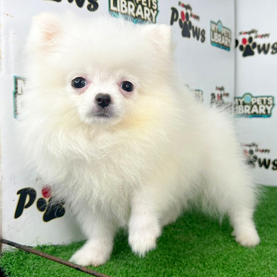 Pomeranian Puppy (Female) For Sale