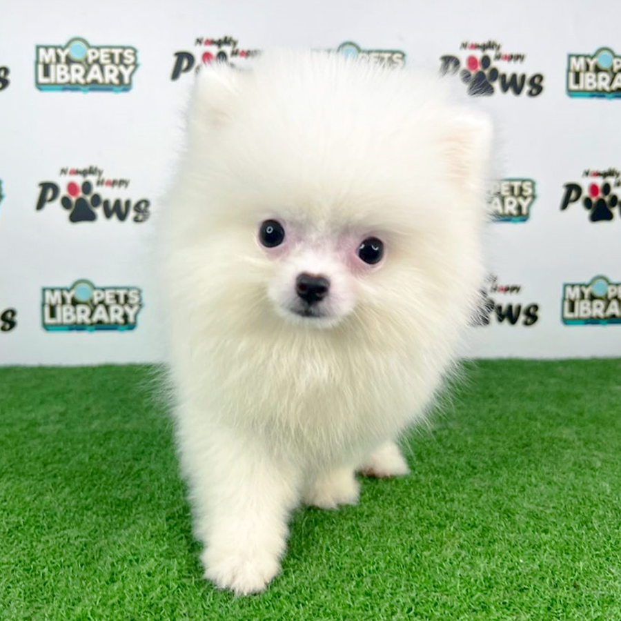Pomeranian Puppy (Female) For Sale
