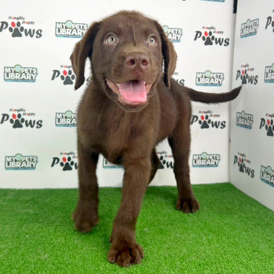 Labrador Retriever Puppy (Male) For Sale