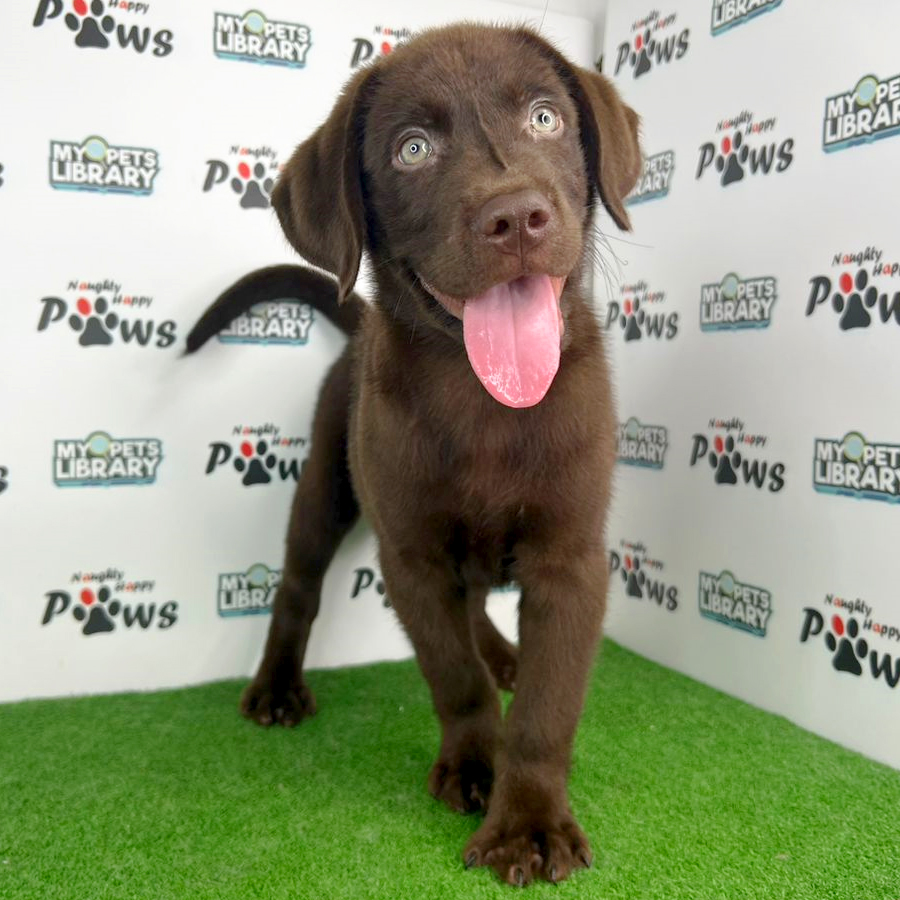 Labrador Retriever Puppy (Male) For Sale