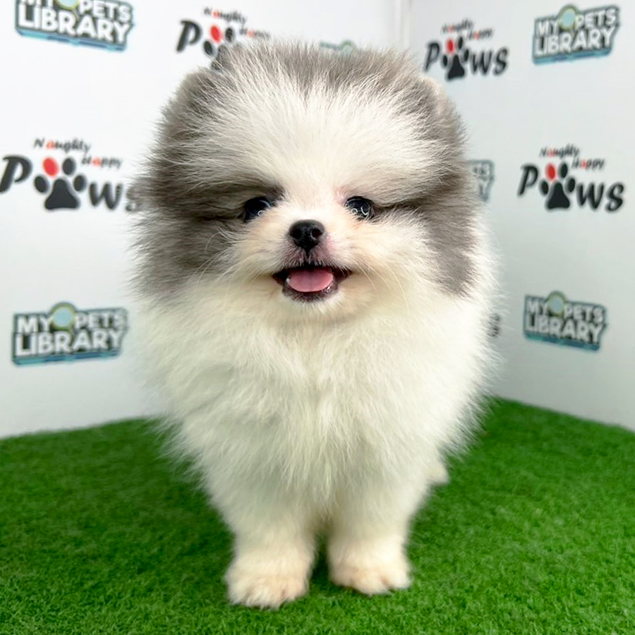 Pomeranian Puppy (Female) For Sale