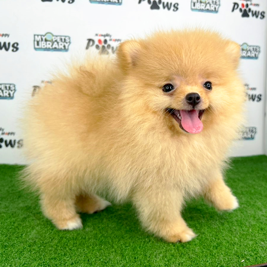 Pomeranian Puppy (Female) For Sale