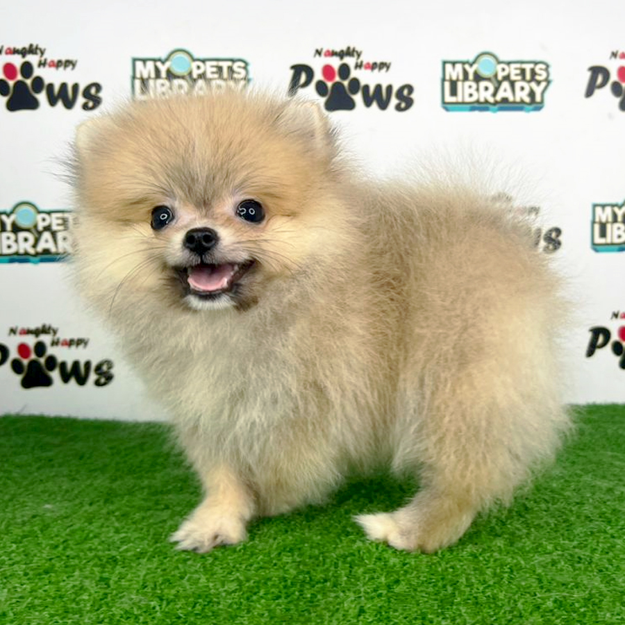 Pomeranian Puppy (Male) For Sale