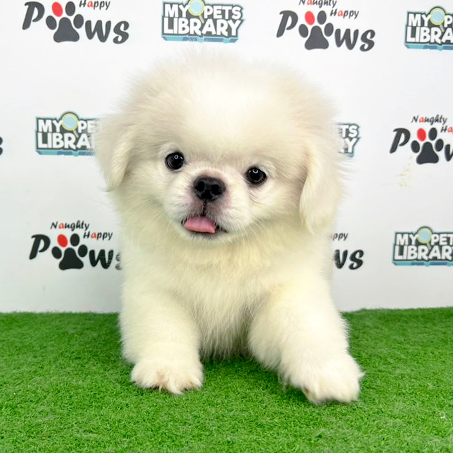 Pekingese Puppy (Male) For Sale
