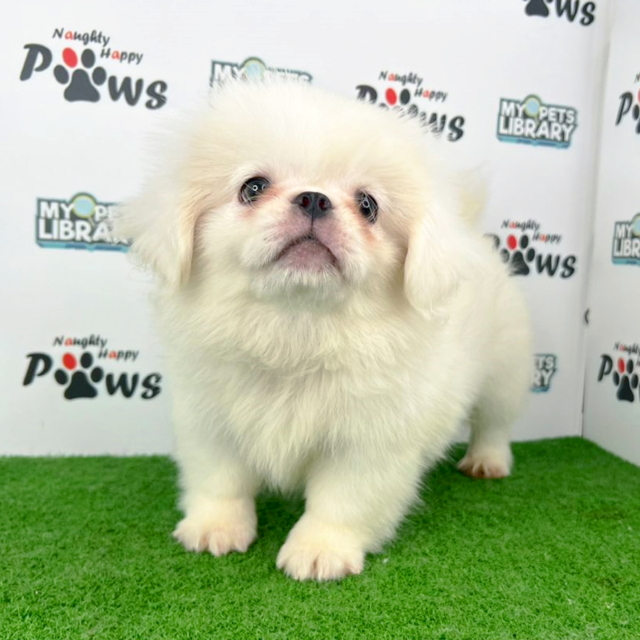 Pekingese Puppy (Male) For Sale