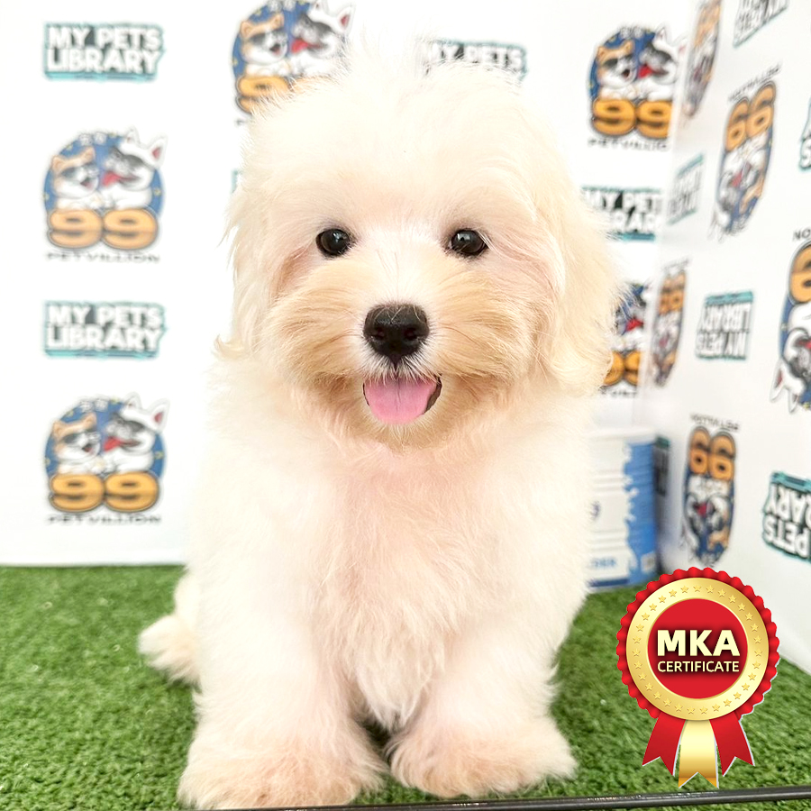 MKA Maltese Puppy (Male) For Sale