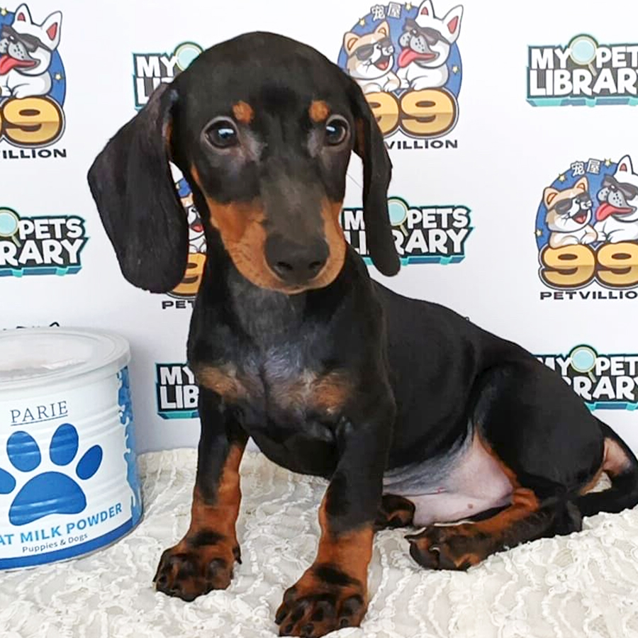 Miniature Dachshund Puppy (Male) For Sale