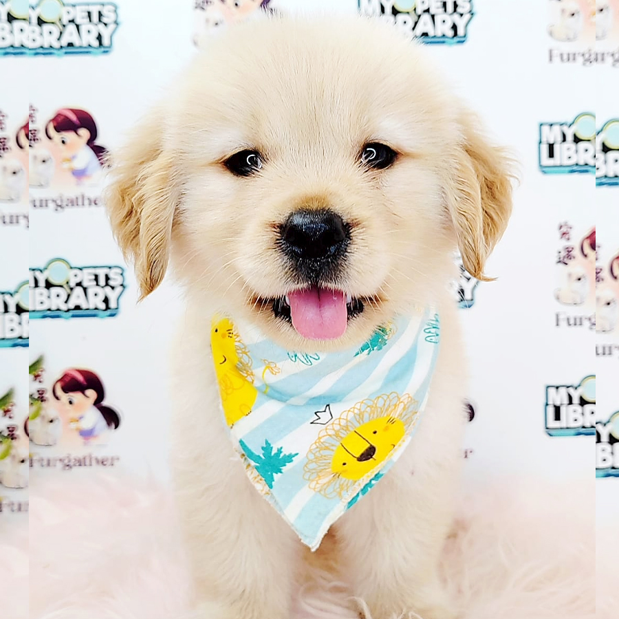 Golden Retriever Puppy (Male) For Sale