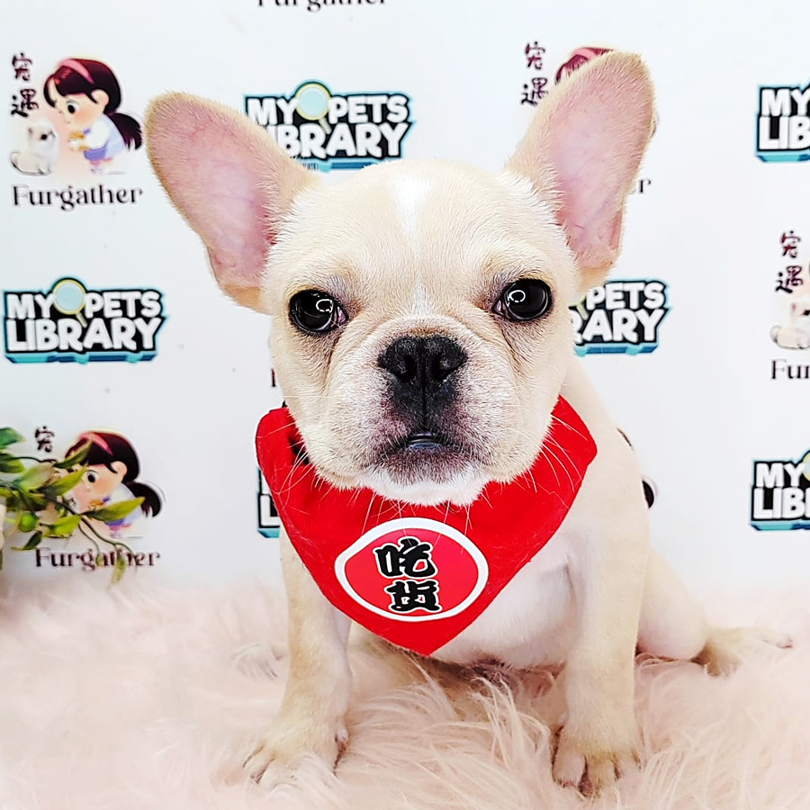 Mini French Bulldog Puppy (Male) For Sale