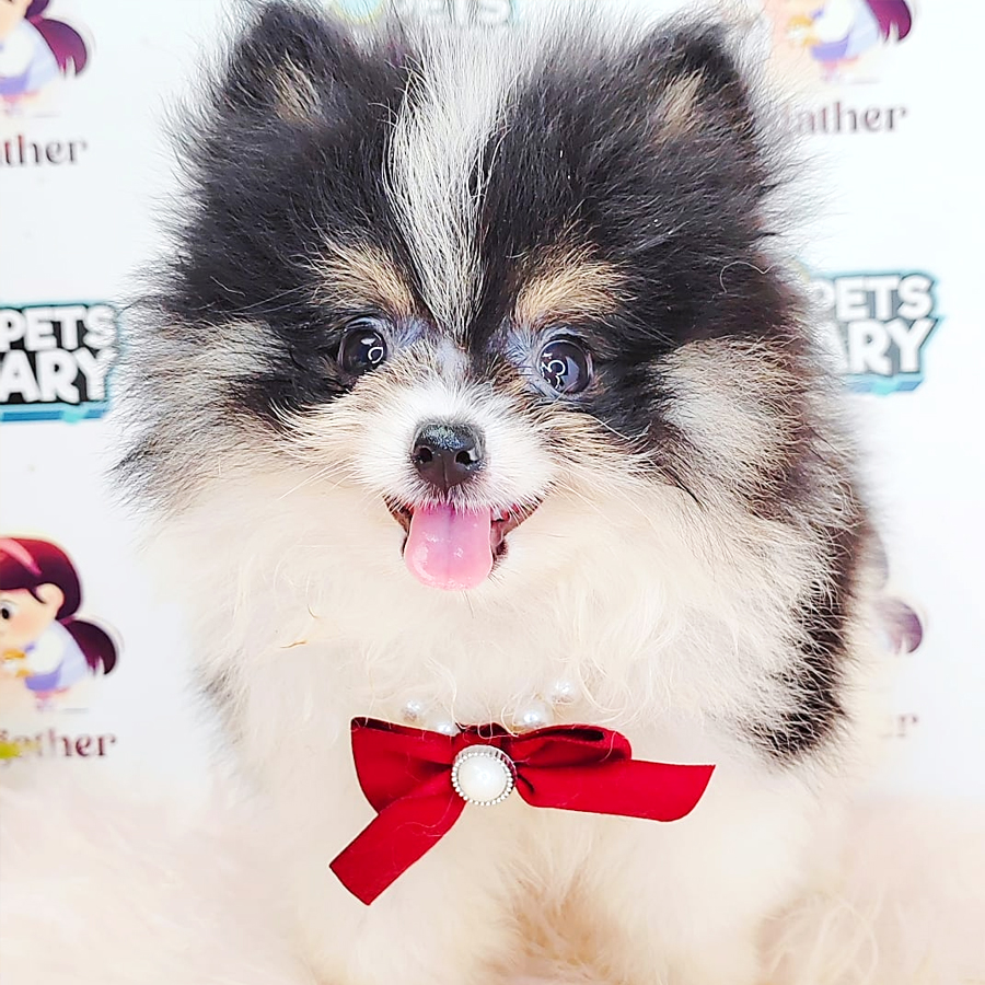 Teacup Pomeranian Puppy (Male) For Sale