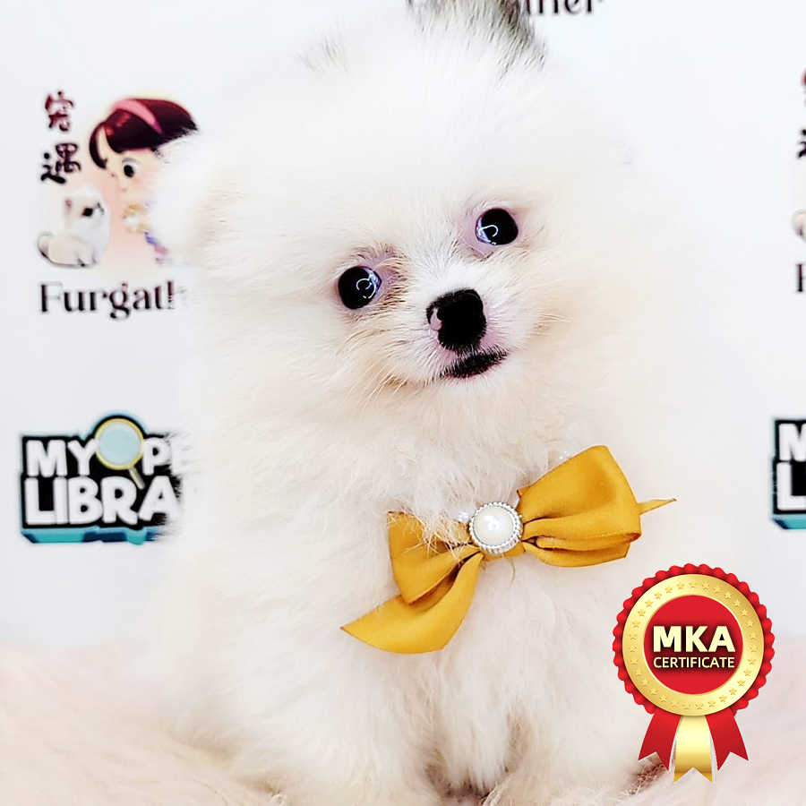 MKA Pomeranian Puppy (Male) For Sale