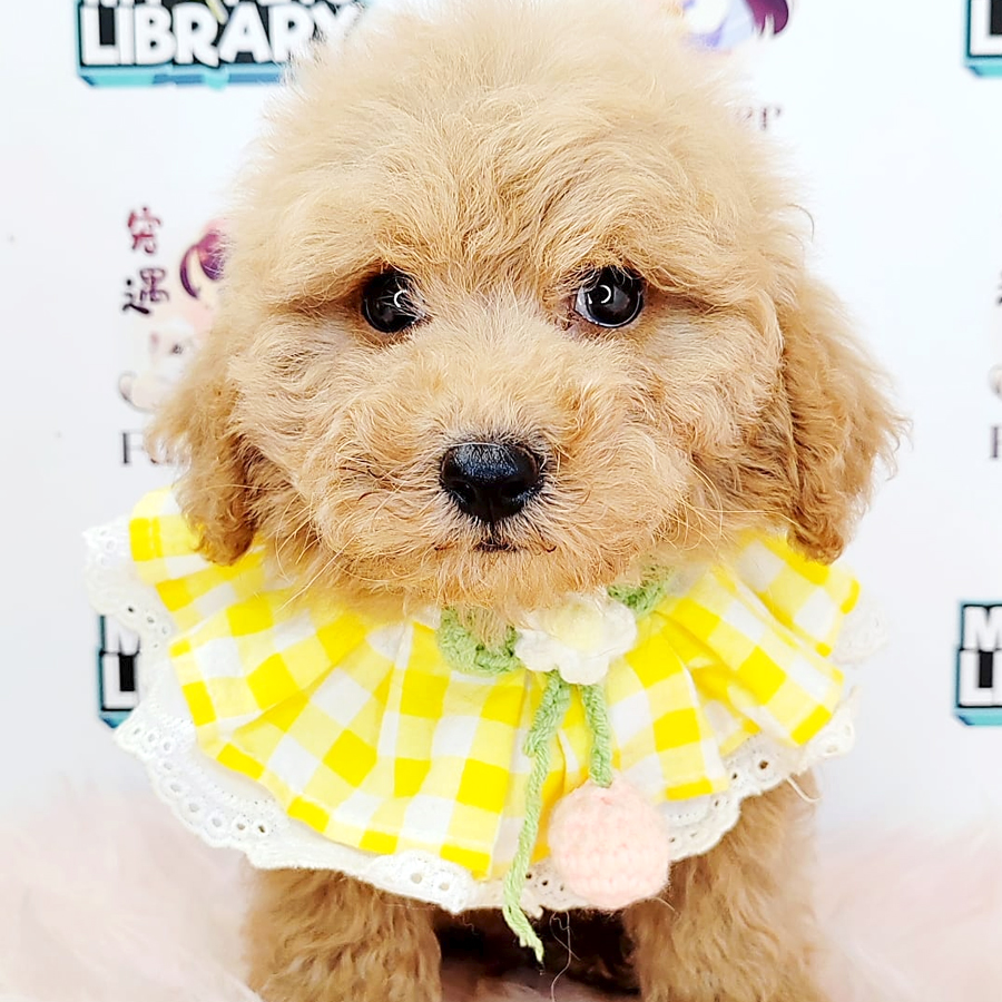 Poodle Puppy (Male) For Sale
