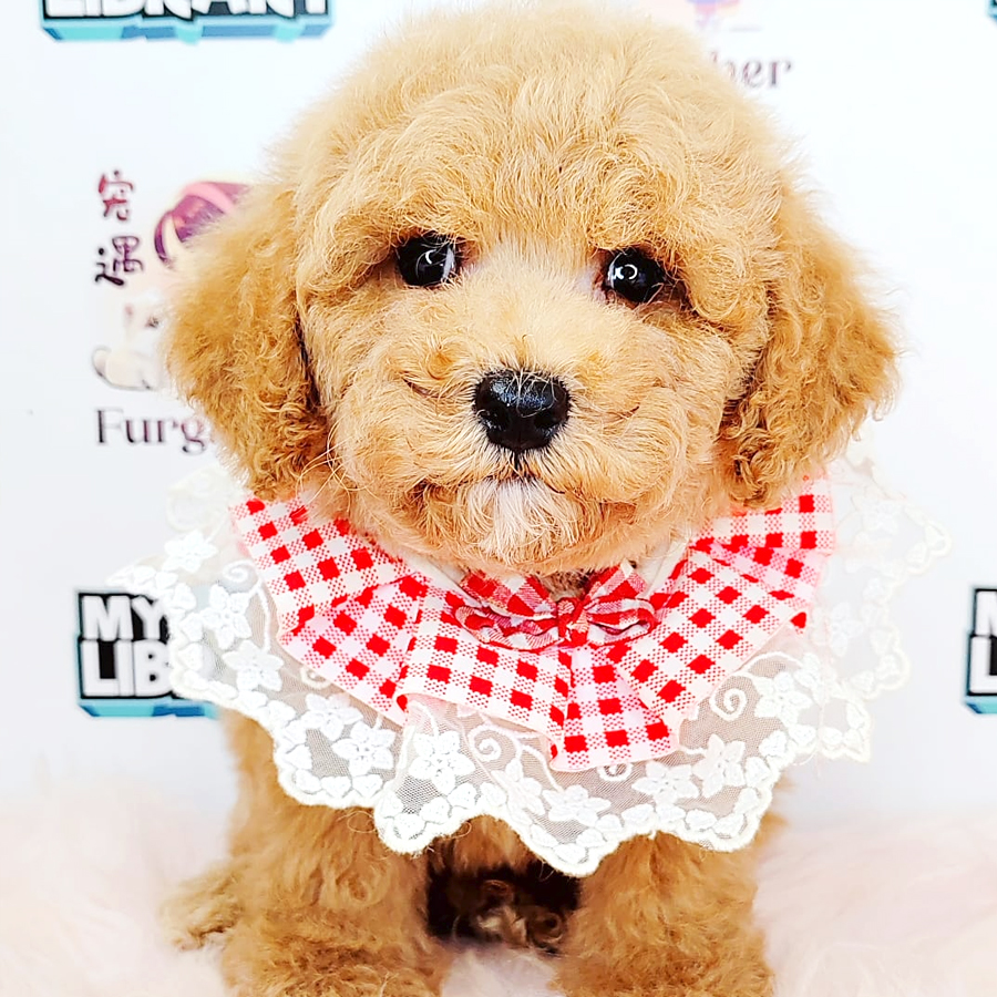Poodle Puppy (Male) For Sale