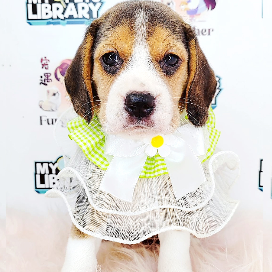 Beagle Puppy (Female) For Sale