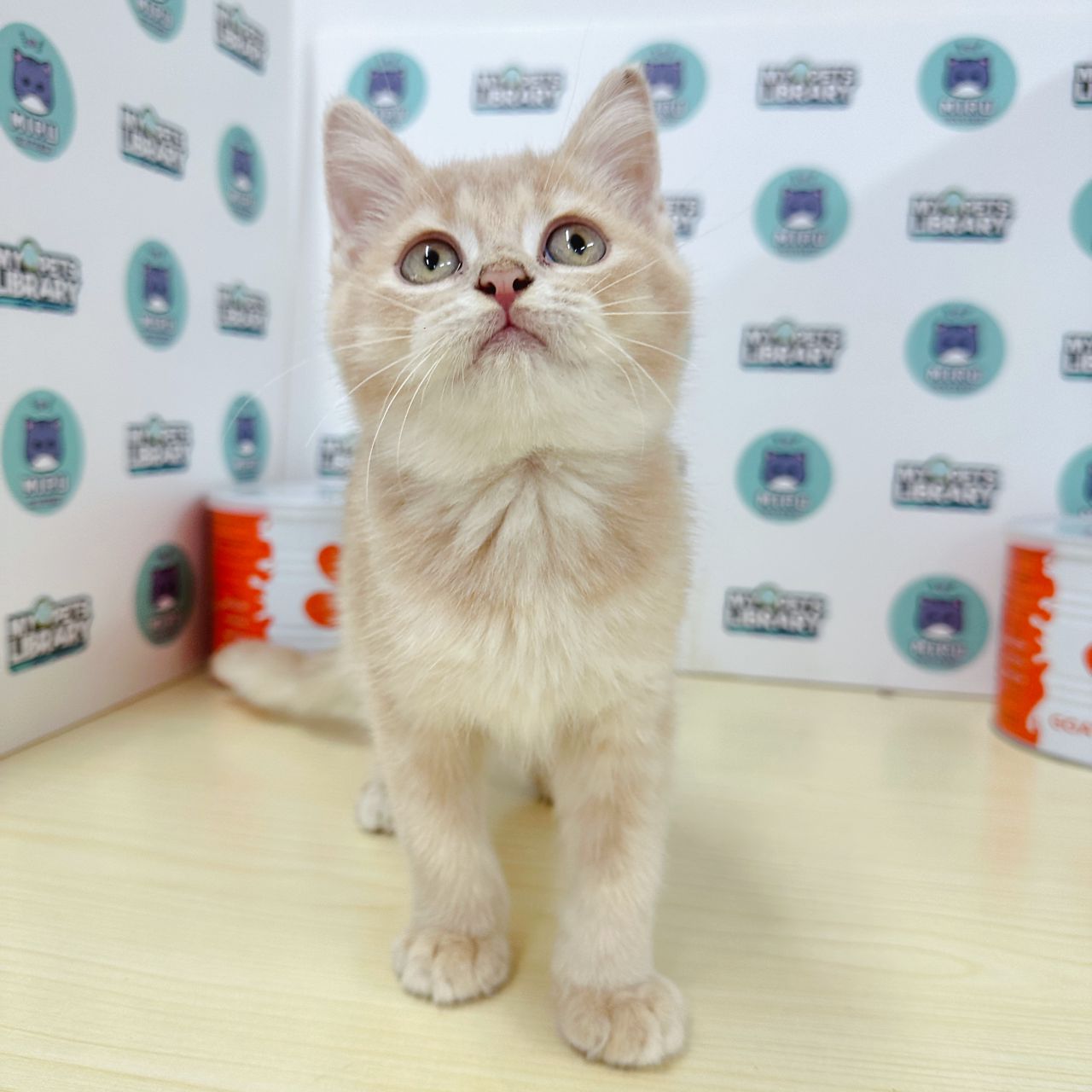 Munchkin BSH Kitten (Male) For Sale