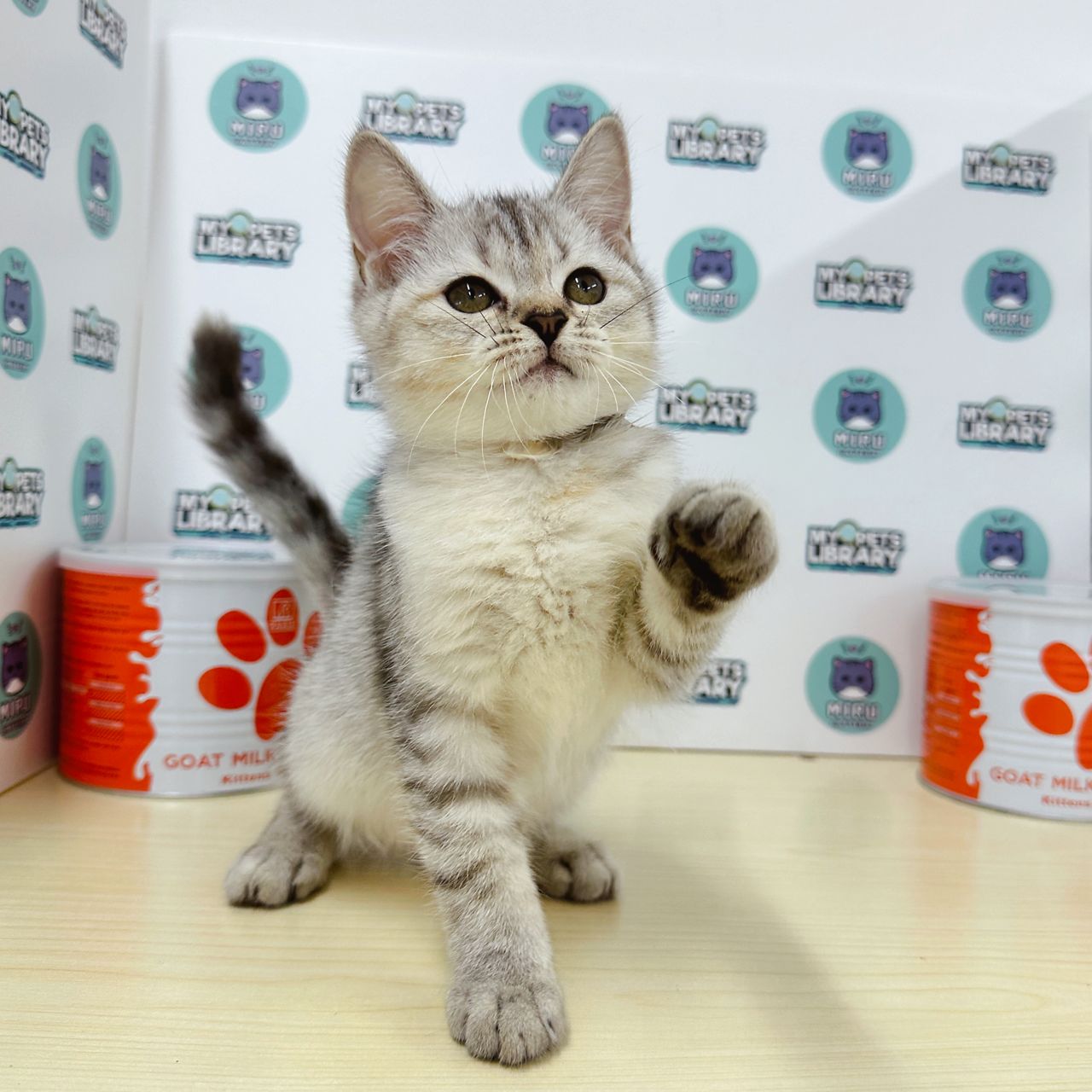 Munchkin BSH Kitten (Female) For Sale