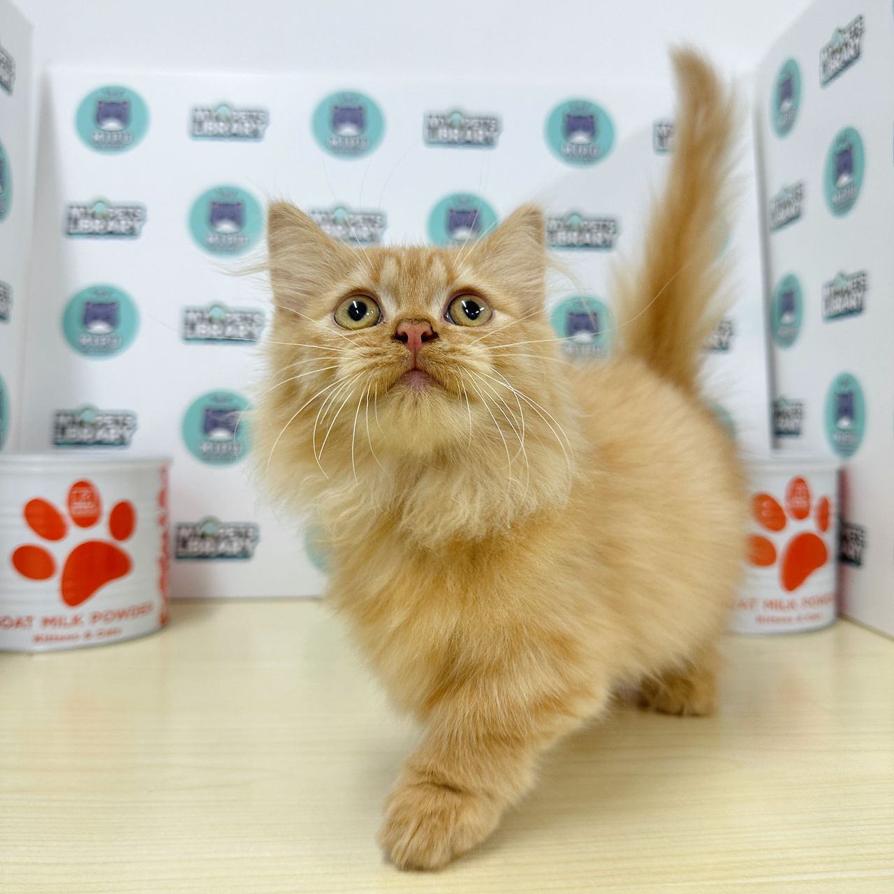 Munchkin Longhair Kitten (Male) For Sale