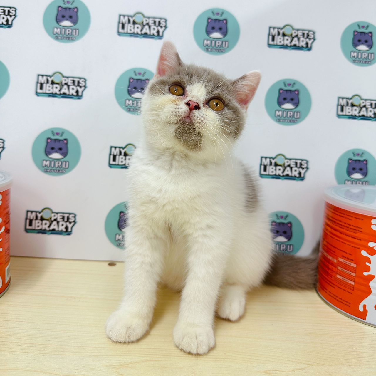 British Shorthair Kitten (Female) For Sale