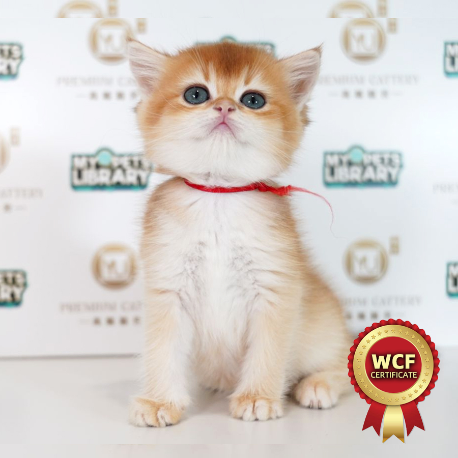 WCF British Shorthair Kitten (Female) For Sale