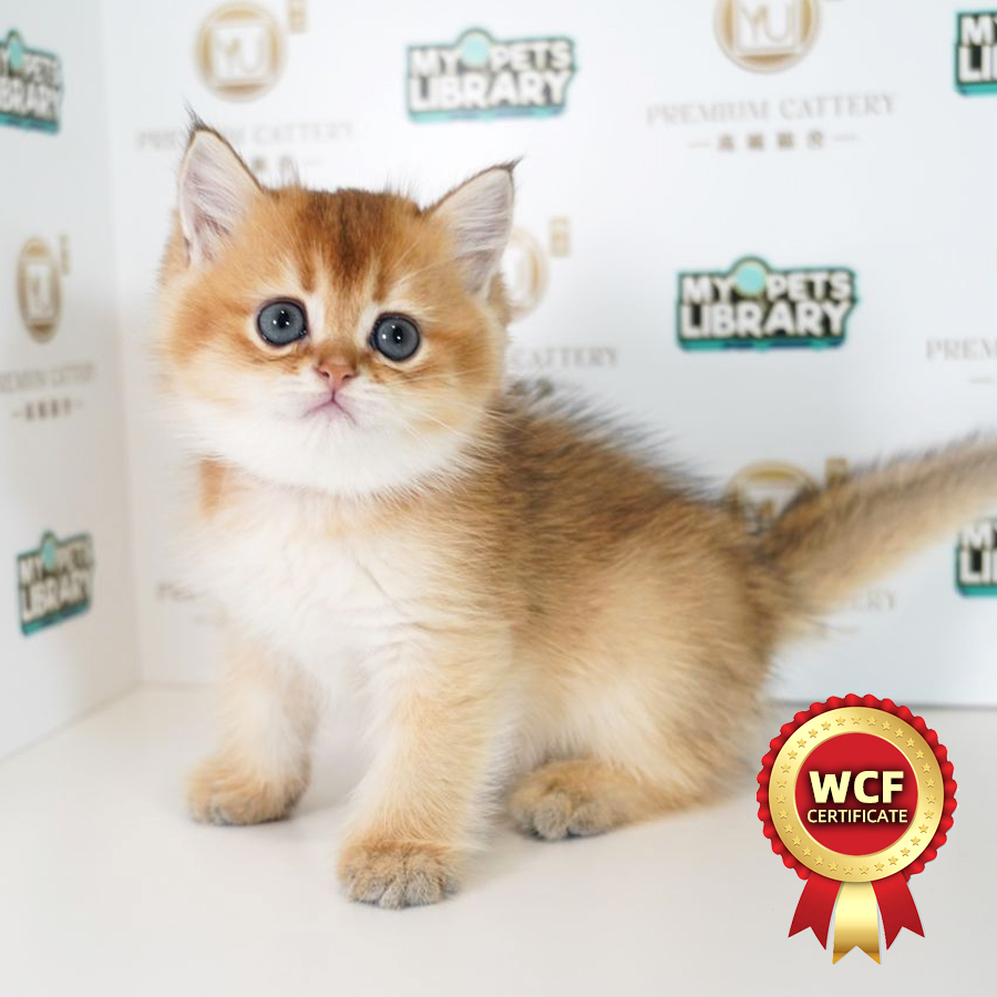 WCF British Shorthair Kitten (Female) For Sale