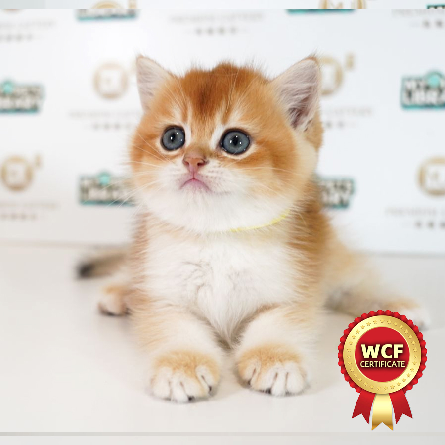 WCF British Shorthair Kitten (Male) For Sale