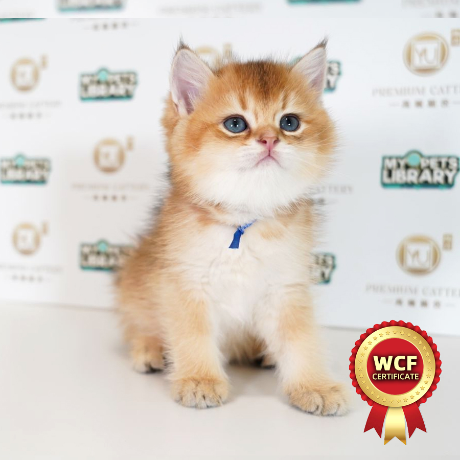 WCF British Shorthair Kitten (Male) For Sale