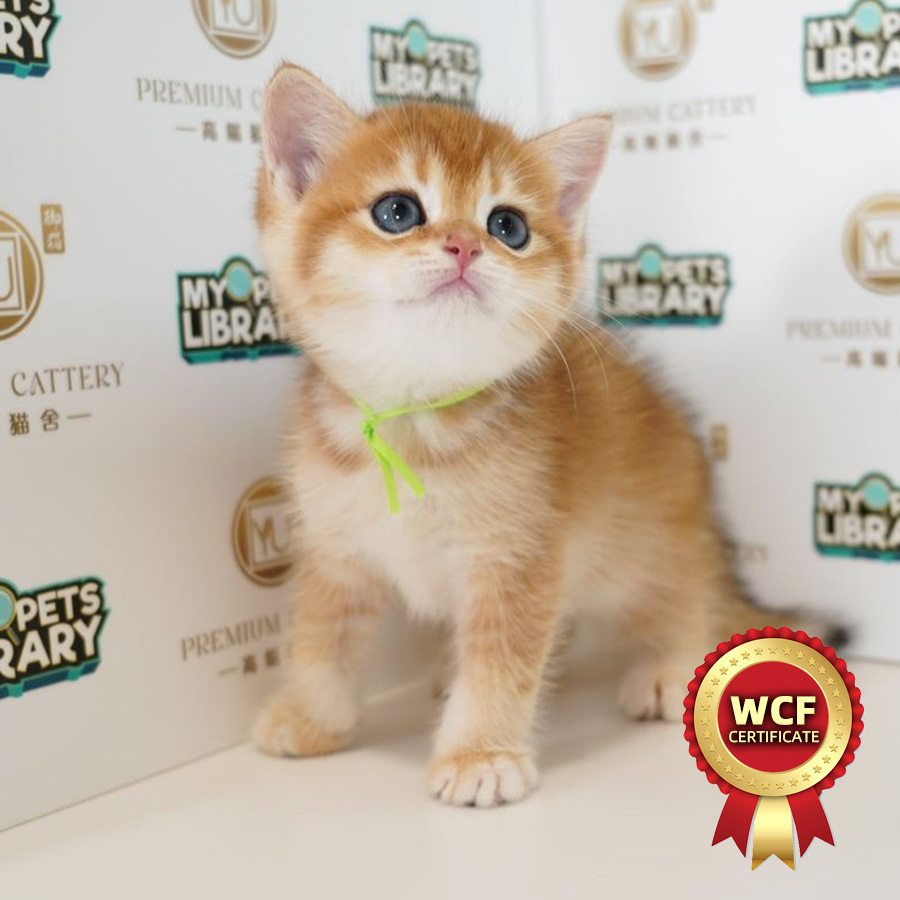 WCF British Shorthair Kitten (Male) For Sale