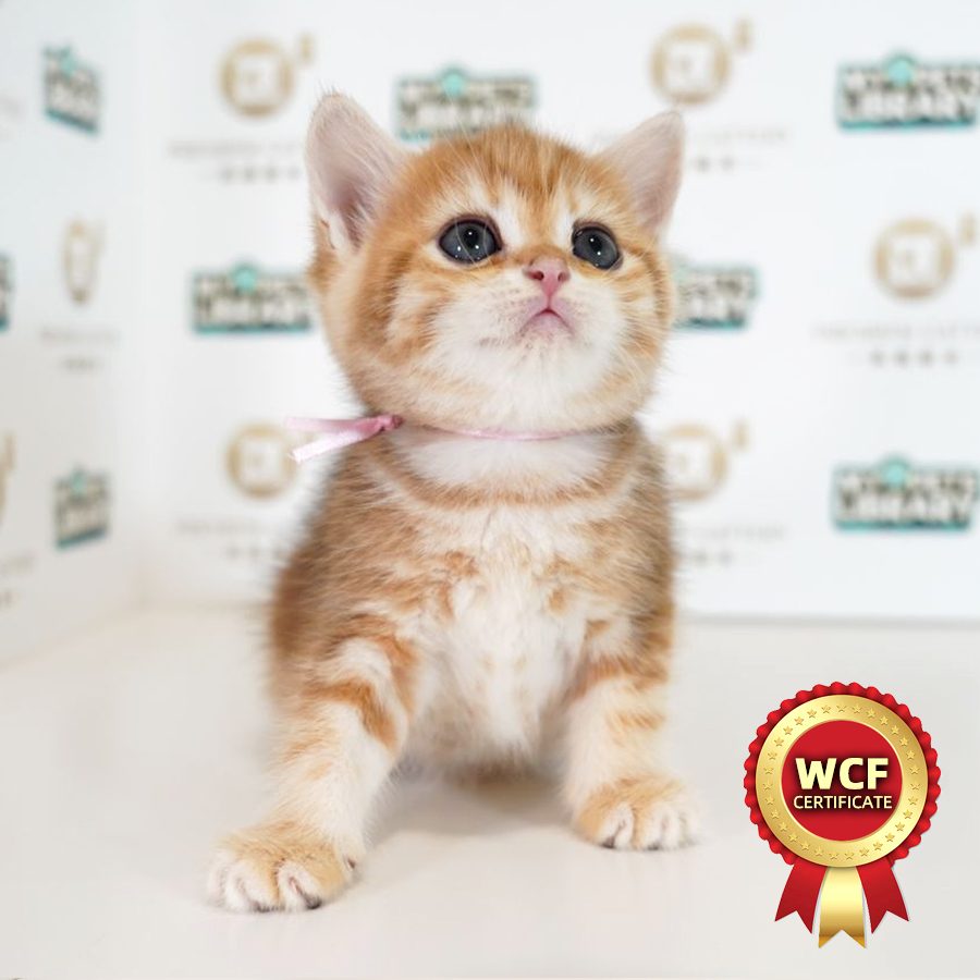 WCF British Shorthair Kitten (Female) For Sale