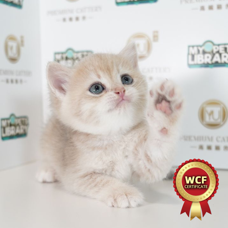 WCF British Shorthair Kitten (Male) For Sale