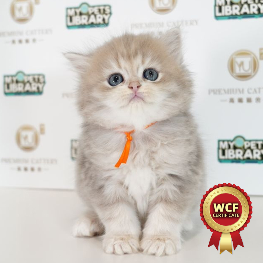 WCF British Longhair Kitten (Male) For Sale