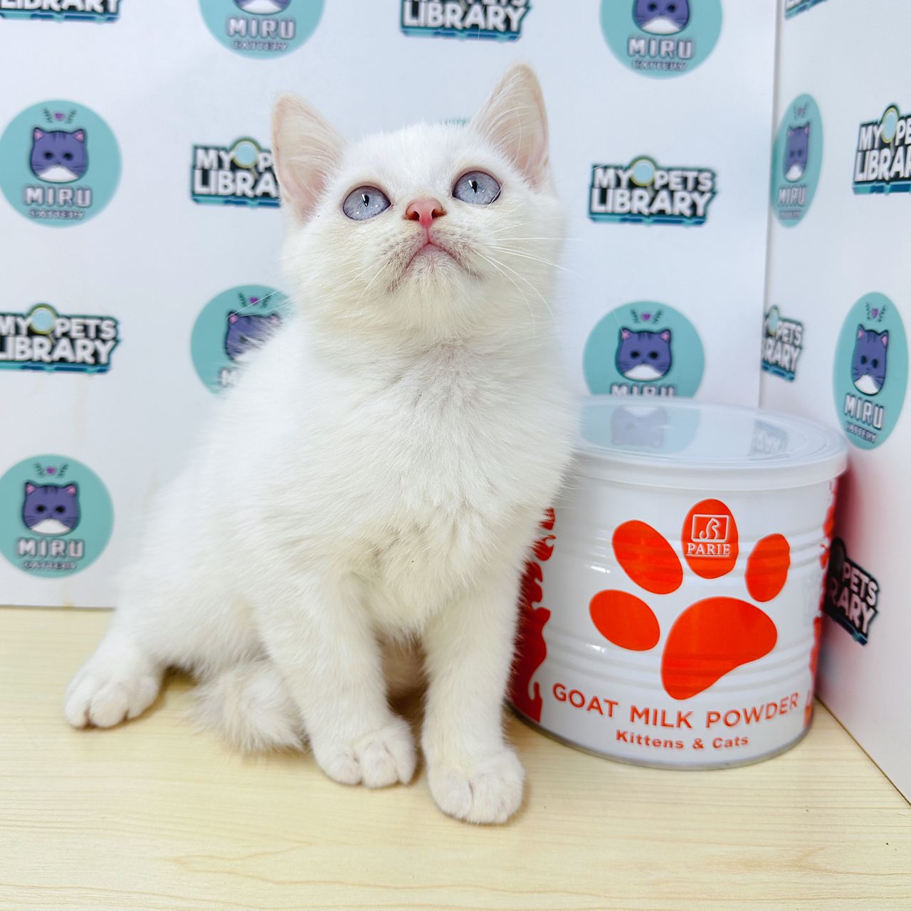 Siamese BSH Kitten (Male) For Sale
