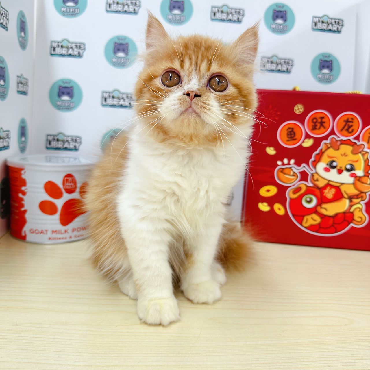 Persian Kitten (Male) For Sale