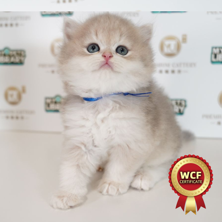 WCF British Longhair Kitten (Male) For Sale