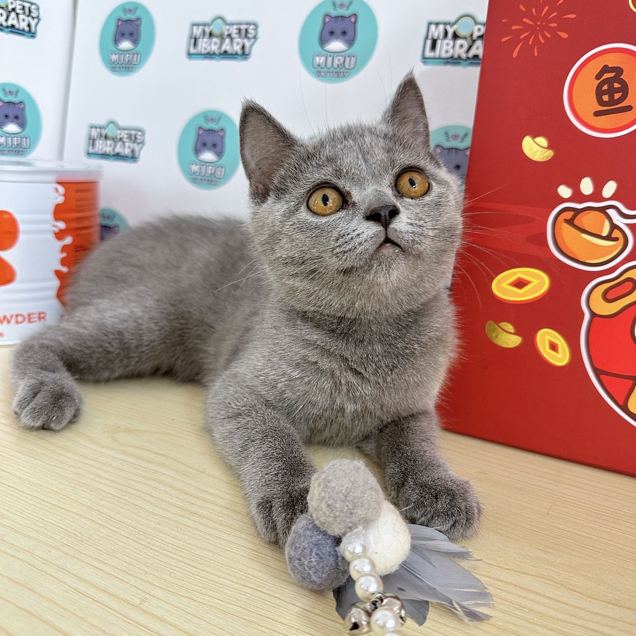 British Shorthair Kitten (Female) For Sale