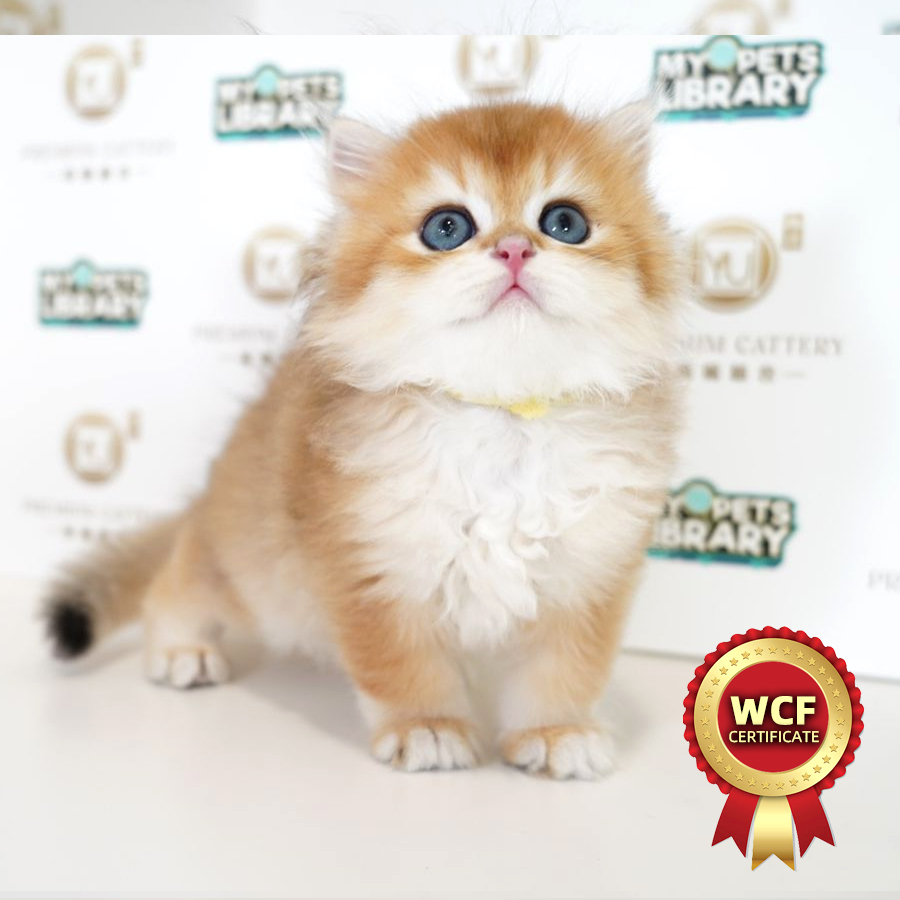 WCF British Longhair Kitten (Male) For Sale