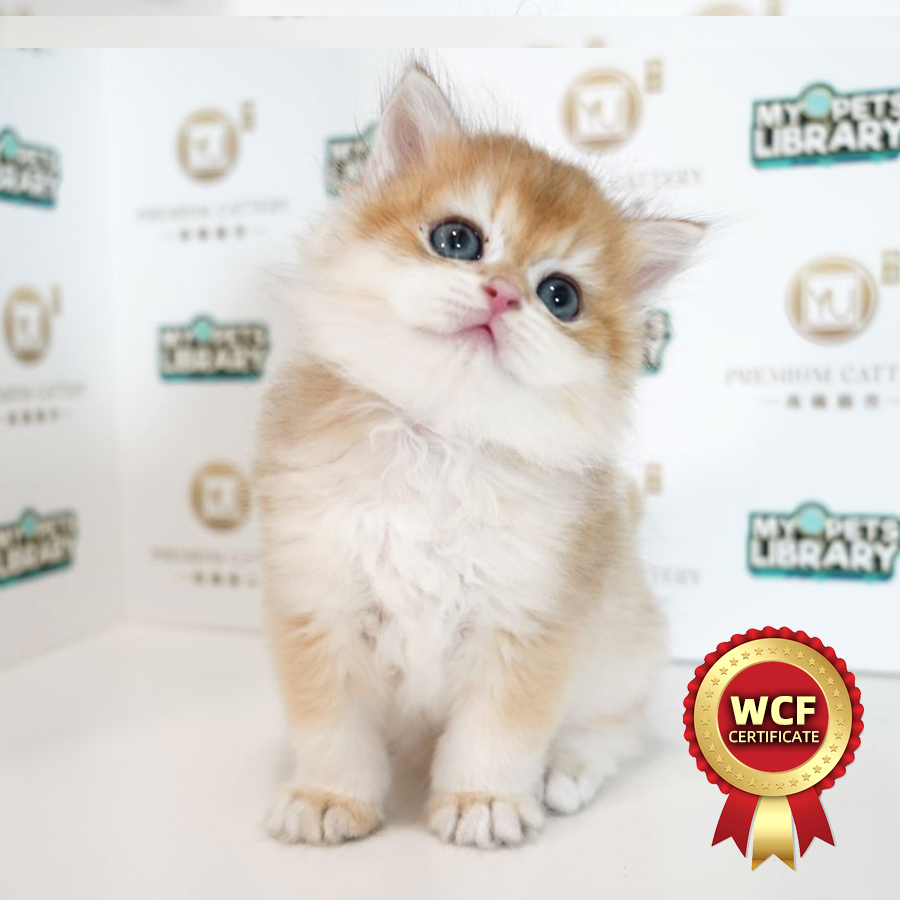 WCF British Longhair Kitten (Male) For Sale