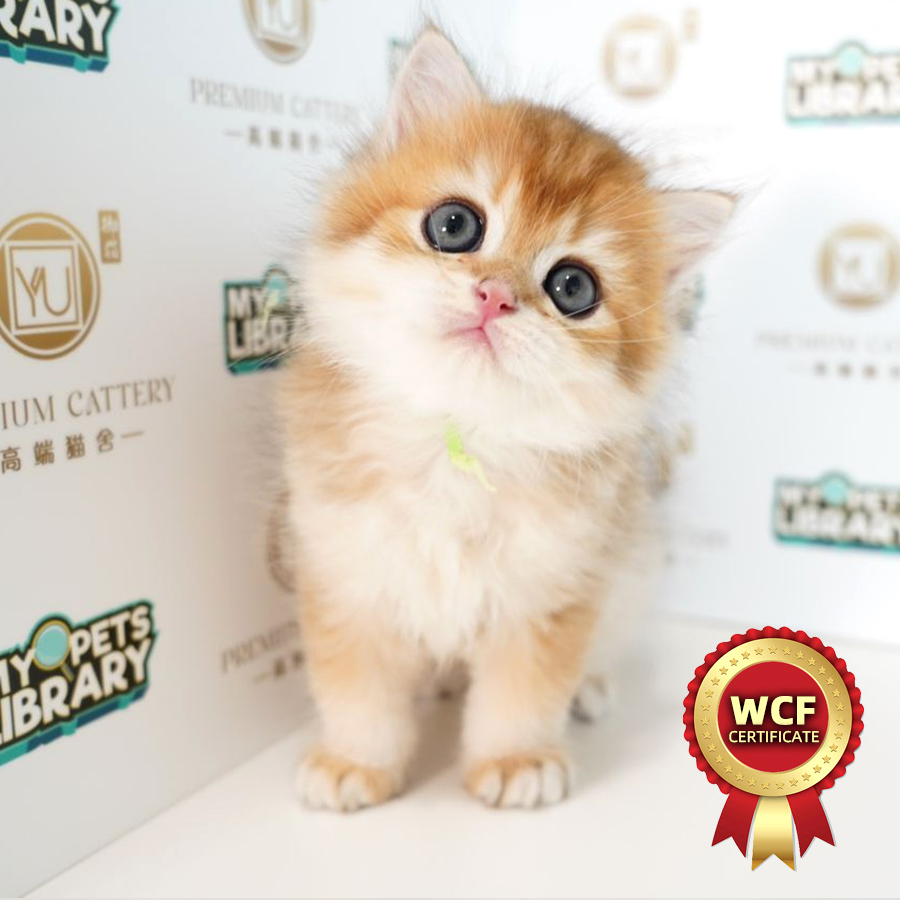 WCF British Longhair Kitten (Male) For Sale