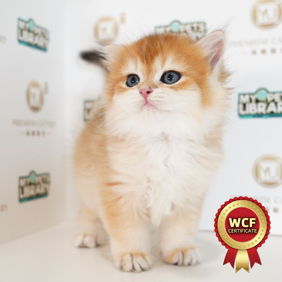 WCF British Longhair Kitten (Male) For Sale