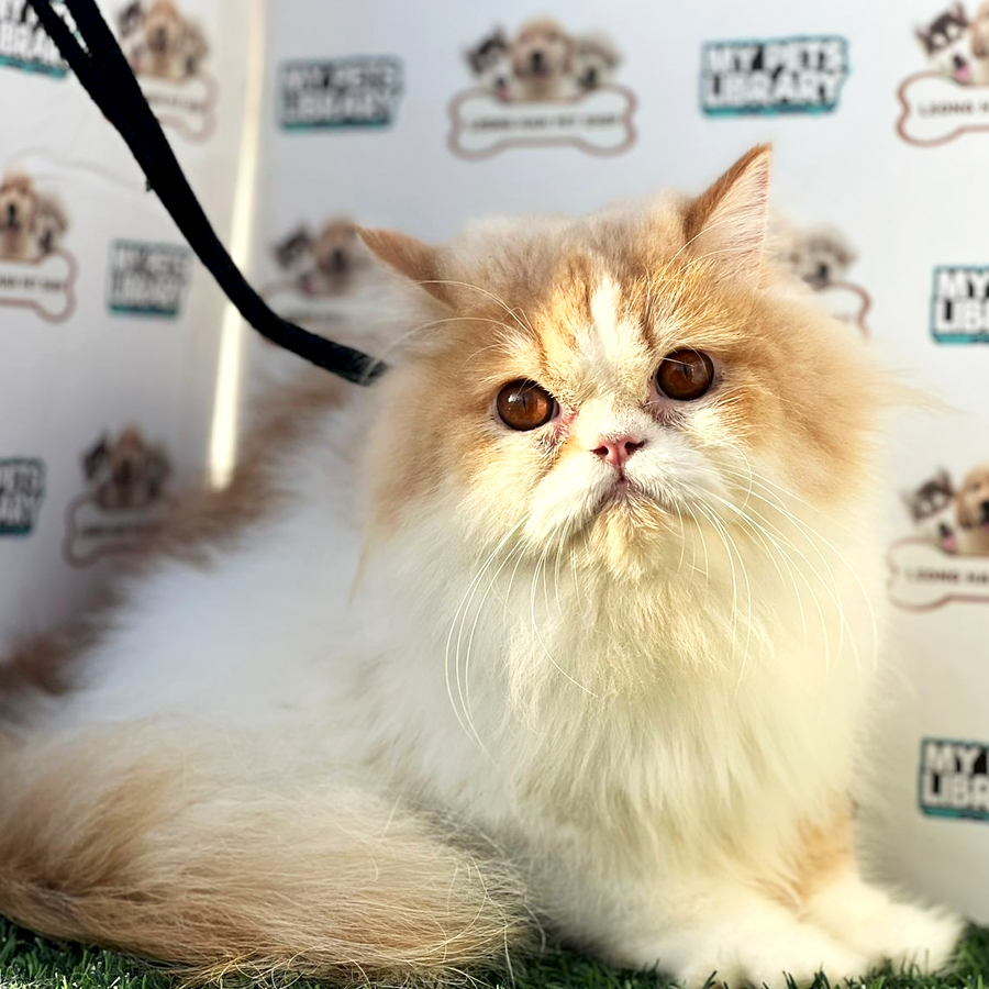 Persian Garfield Kitten (Male) For Sale